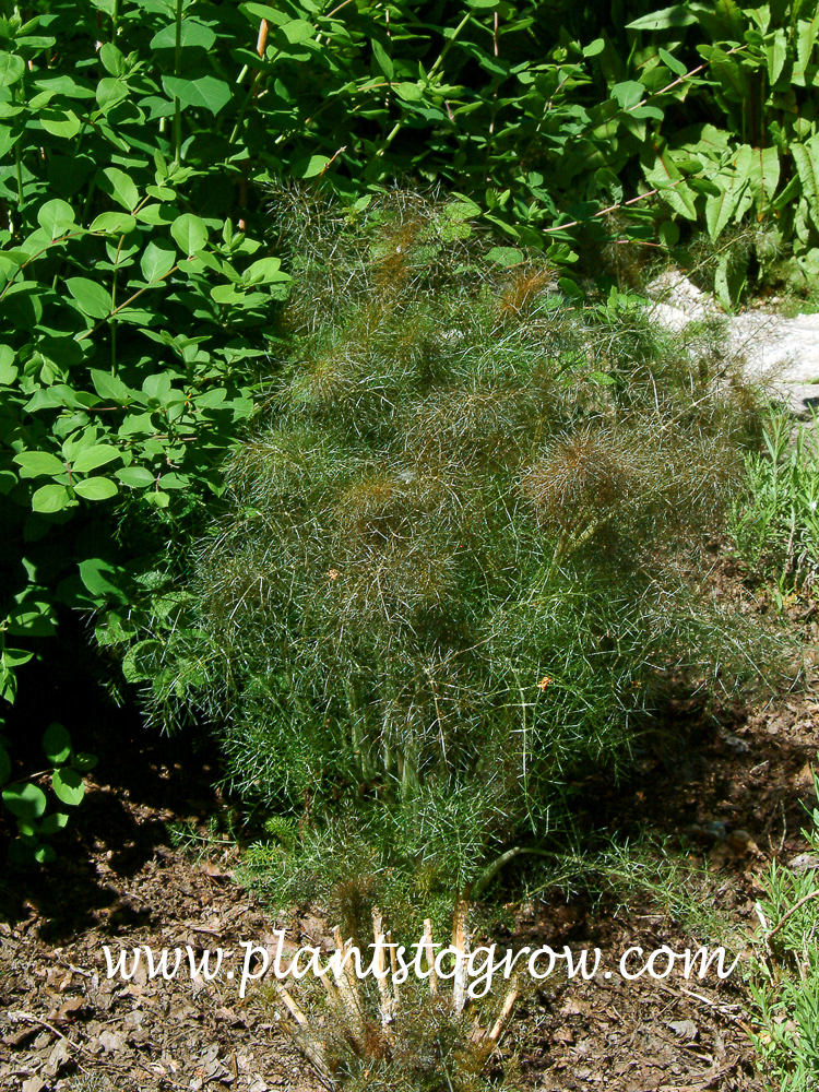 Sweet Fennel (Foeniculum vulage Dolce)